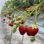 いちご狩りしてきましたッ☆