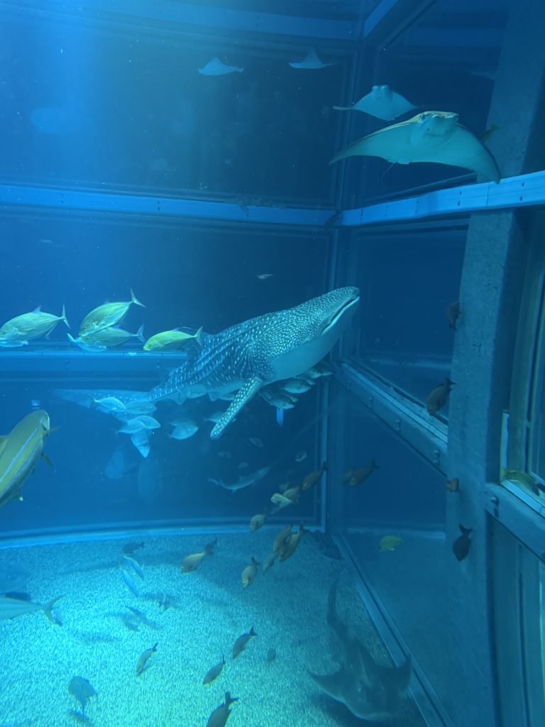 弾丸大阪〜🐕🎶✨ 2