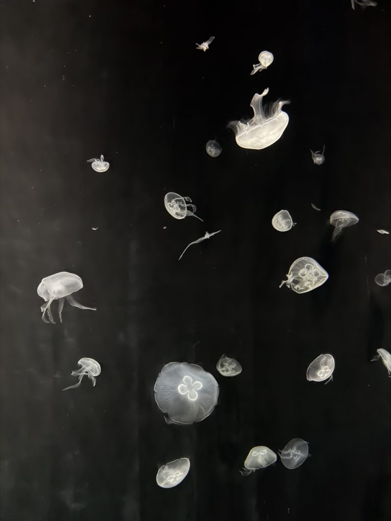 弾丸大阪〜🐕🎶✨ 3